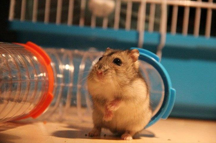 Dværghamster Dumle  - Dumle undersøger omgivelserne. ca. 6 måneder gammel billede 3