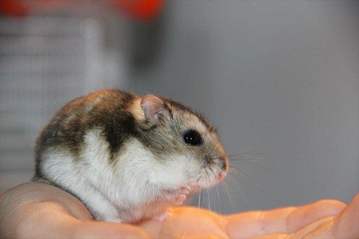 Dværghamster Dumle  - Dummle som sidder i min hånd. ca. 6 måneder gammel. billede 4
