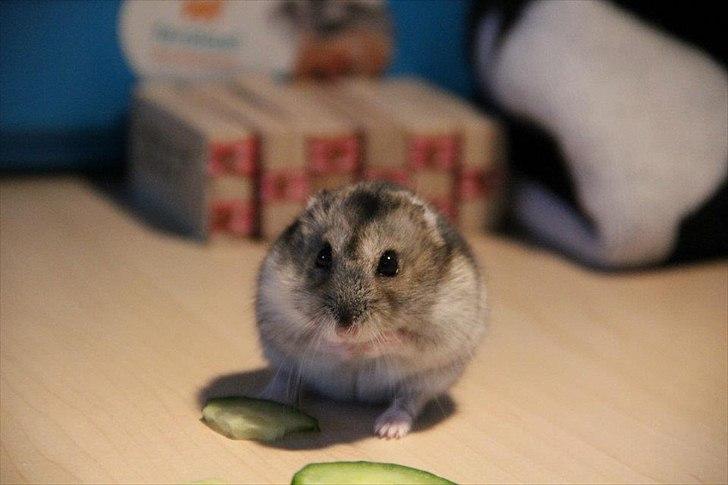 Dværghamster Dumle  - Dumle med sin agurk. ca. 6 måneder gammel billede 5