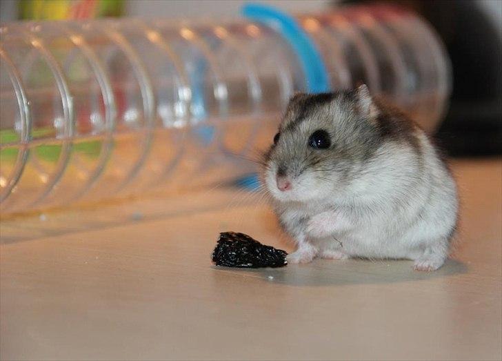 Dværghamster Dumle  - Dumle som er ved at stikke af med rosinen. ca. 6 måneder gammel billede 6