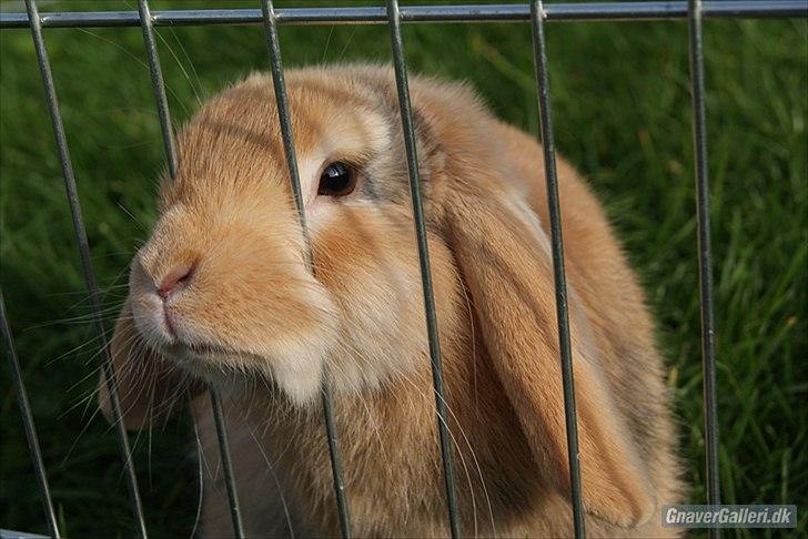Kanin |DV| Fortunato *Nanse* - Nutte grisen med græs under poterne og tremmer rundt om første gang :D billede 5