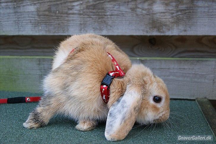 Kanin |DV| Fortunato *Nanse* - med sele for første gang billede 6