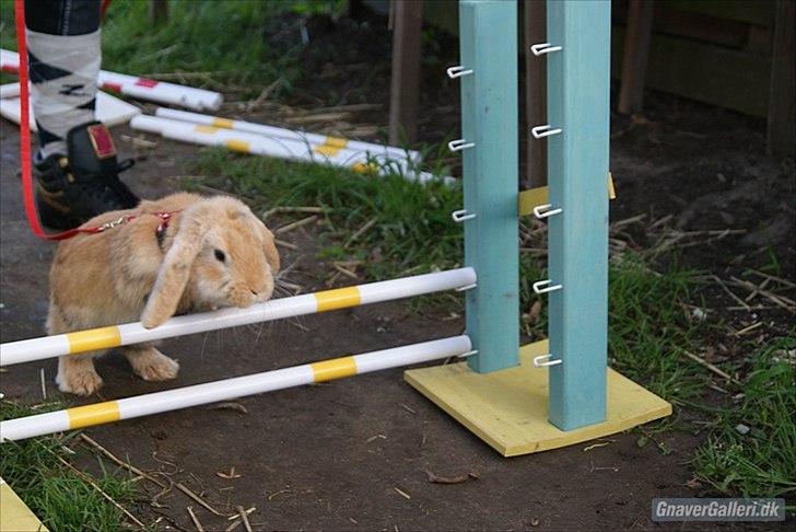 Kanin |DV| Fortunato *Nanse* - Woow man,,, Rekord :P billede 8