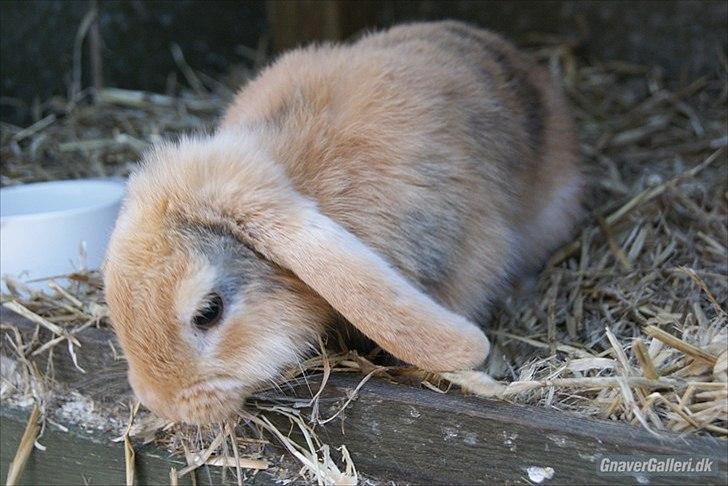 Kanin |DV| Fortunato *Nanse* billede 9