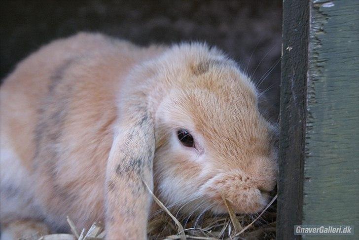 Kanin |DV| Fortunato *Nanse* - Første gang i det nye bur :* billede 10