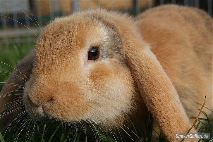 Kanin |DV| Fortunato *Nanse* - Smukke dyret billede 11