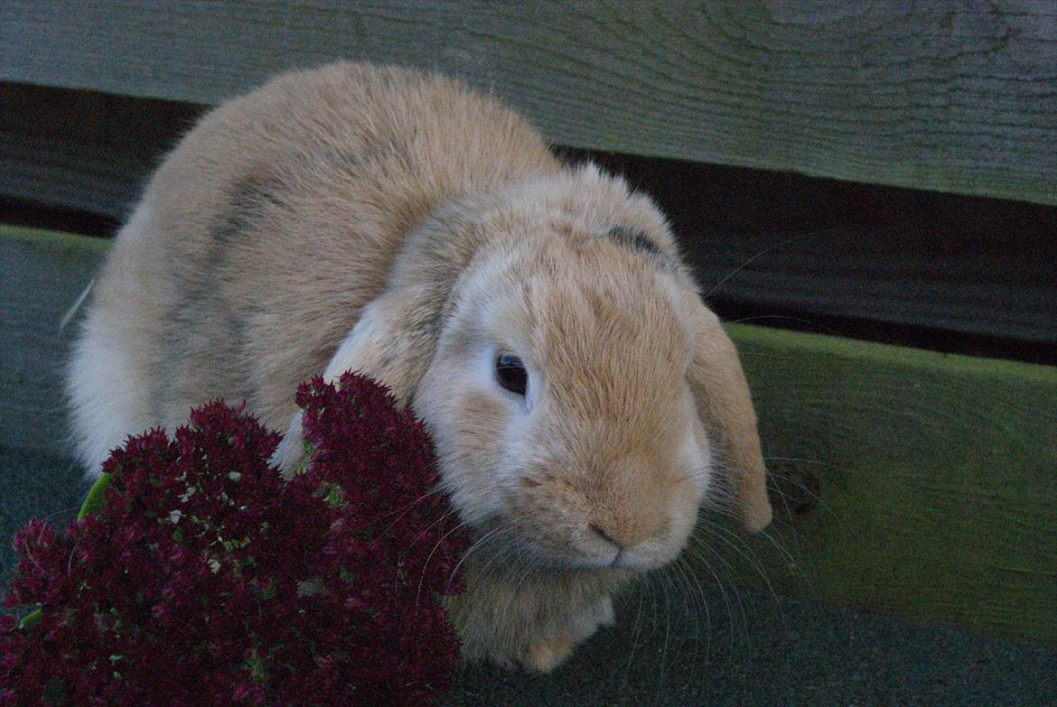 Kanin |DV| Fortunato *Nanse* billede 12