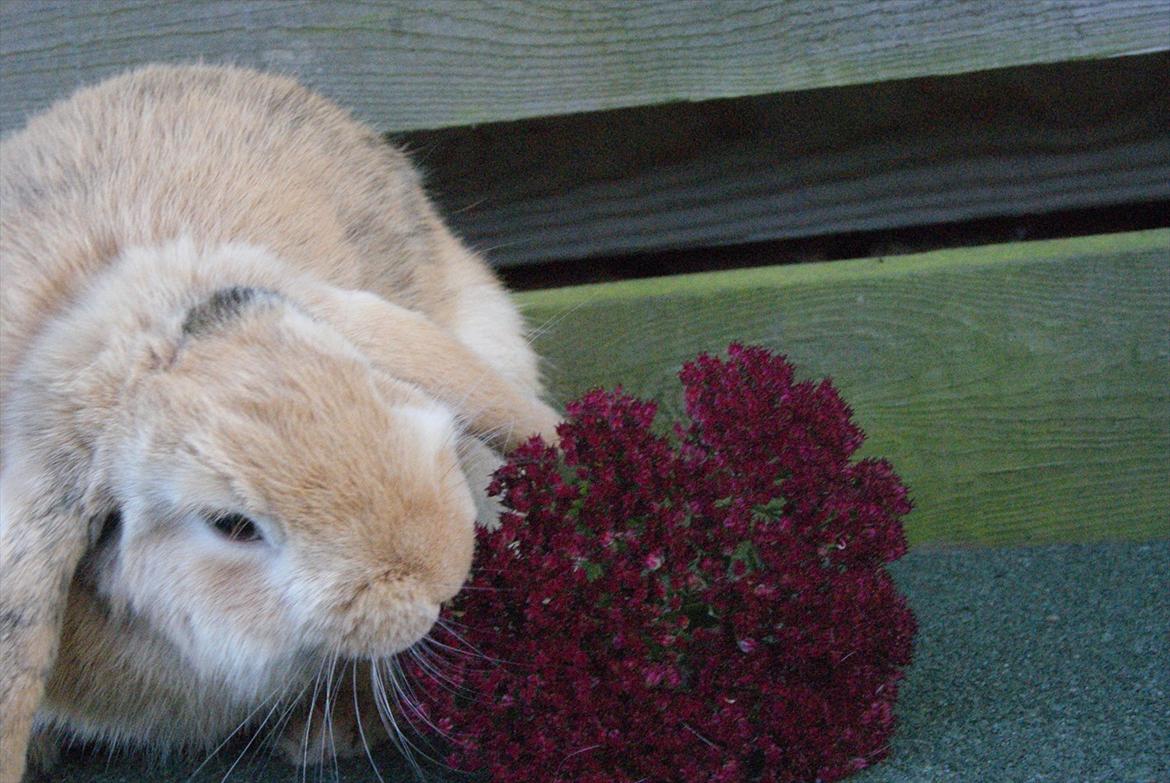 Kanin |DV| Fortunato *Nanse* - ALT kan ædes :/ xD billede 13