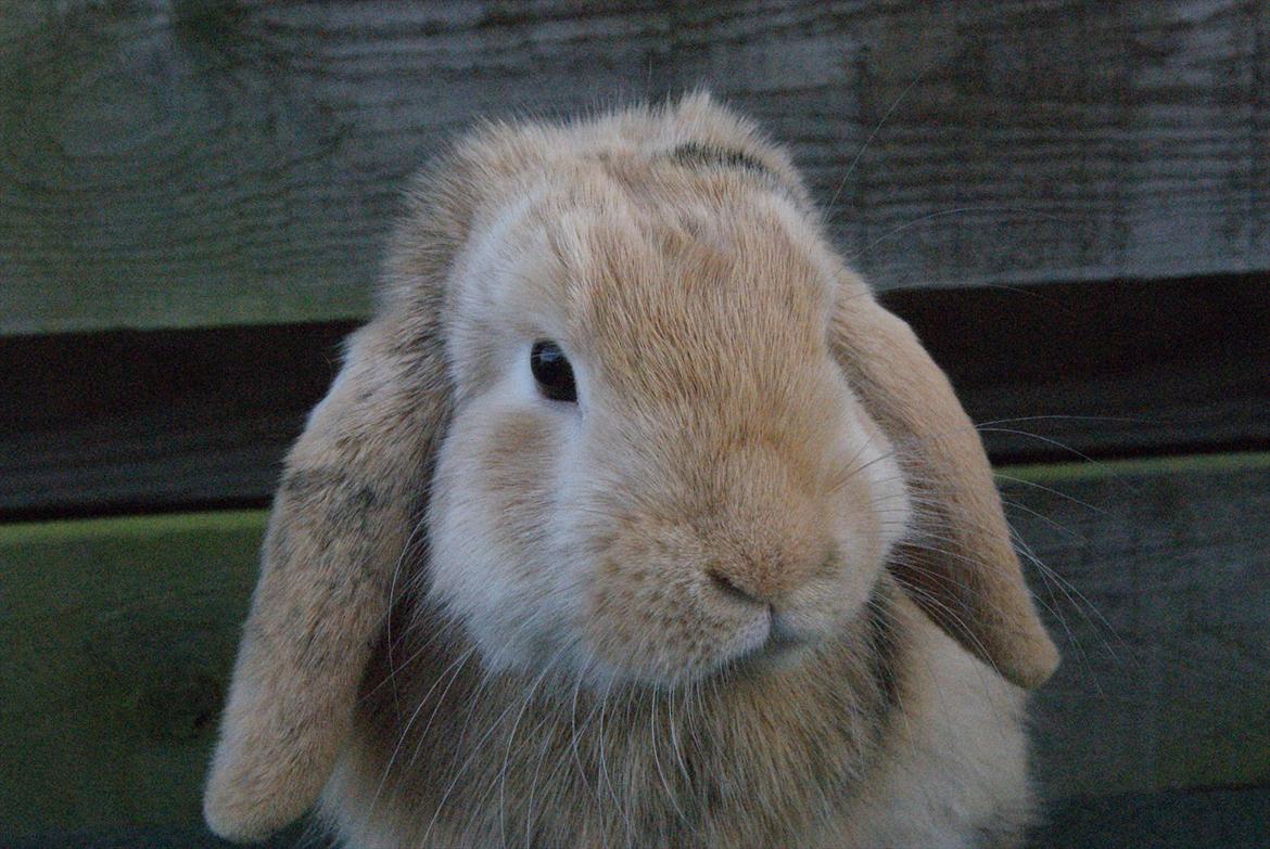 Kanin |DV| Fortunato *Nanse* billede 14