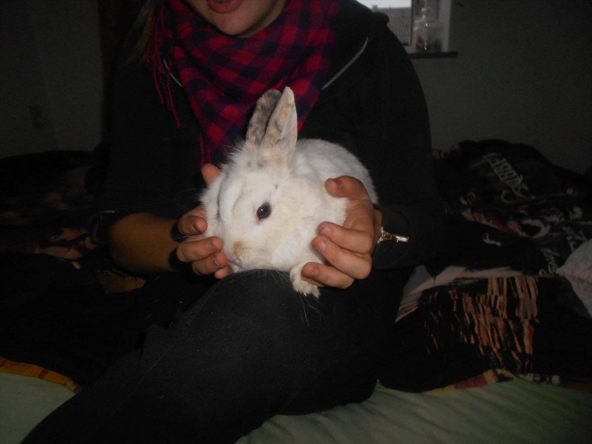 Kanin Pjuske - Mig der holder Pjuller! :'D billede 2