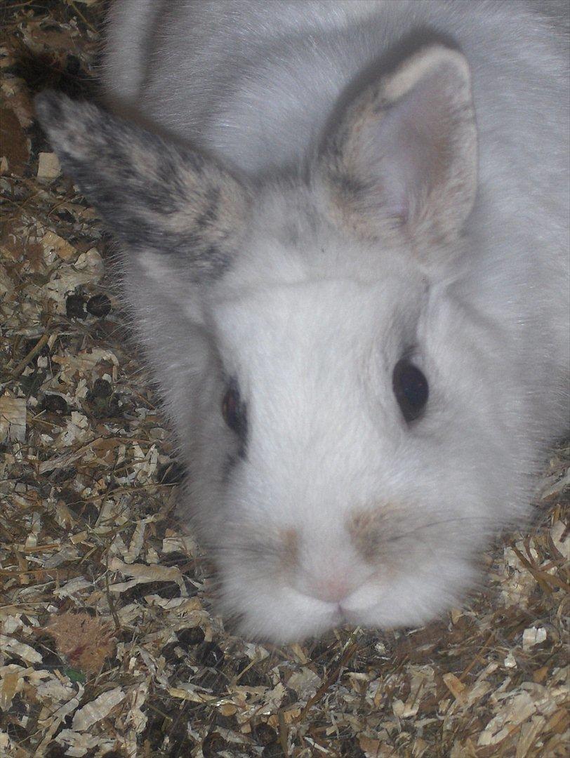 Kanin Pjuske - Lille Pjulle :'D billede 3