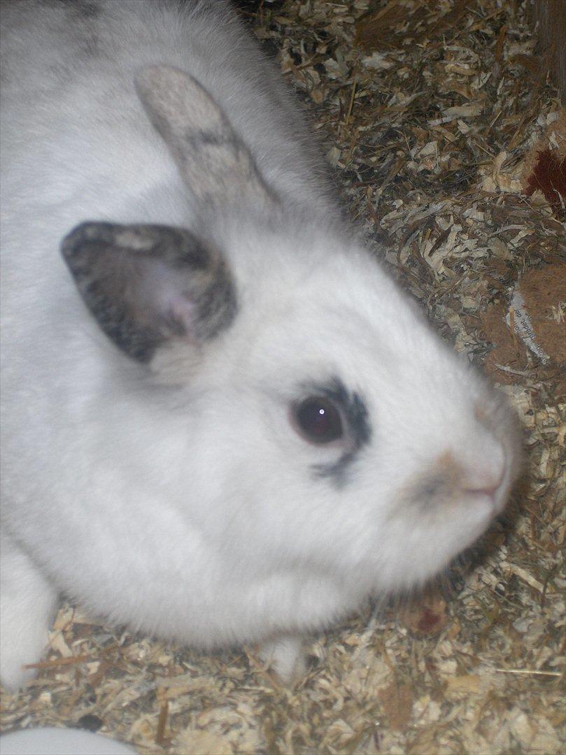 Kanin Pjuske - Igen.. hendes øje med plet xD billede 4