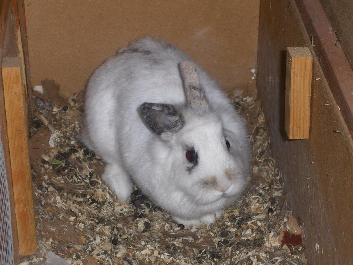 Kanin Pjuske - Hun er SÅ dejlig! :') billede 7