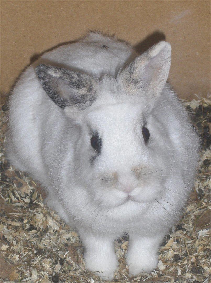 Kanin Pjuske - Og Begge øre rejst c: billede 8