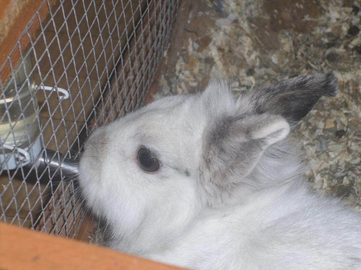 Kanin Pjuske - Lidt tørstig cx billede 9