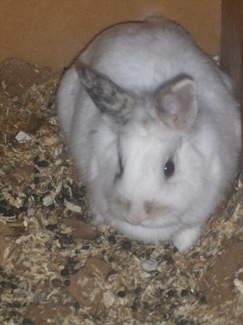 Kanin Pjuske - Og igen Begge øre rejst c:
Mens hun smiler til kameraet xD billede 10