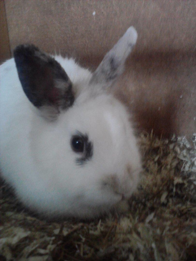 Kanin Pjuske - Lidt Gammelt billed c: billede 13