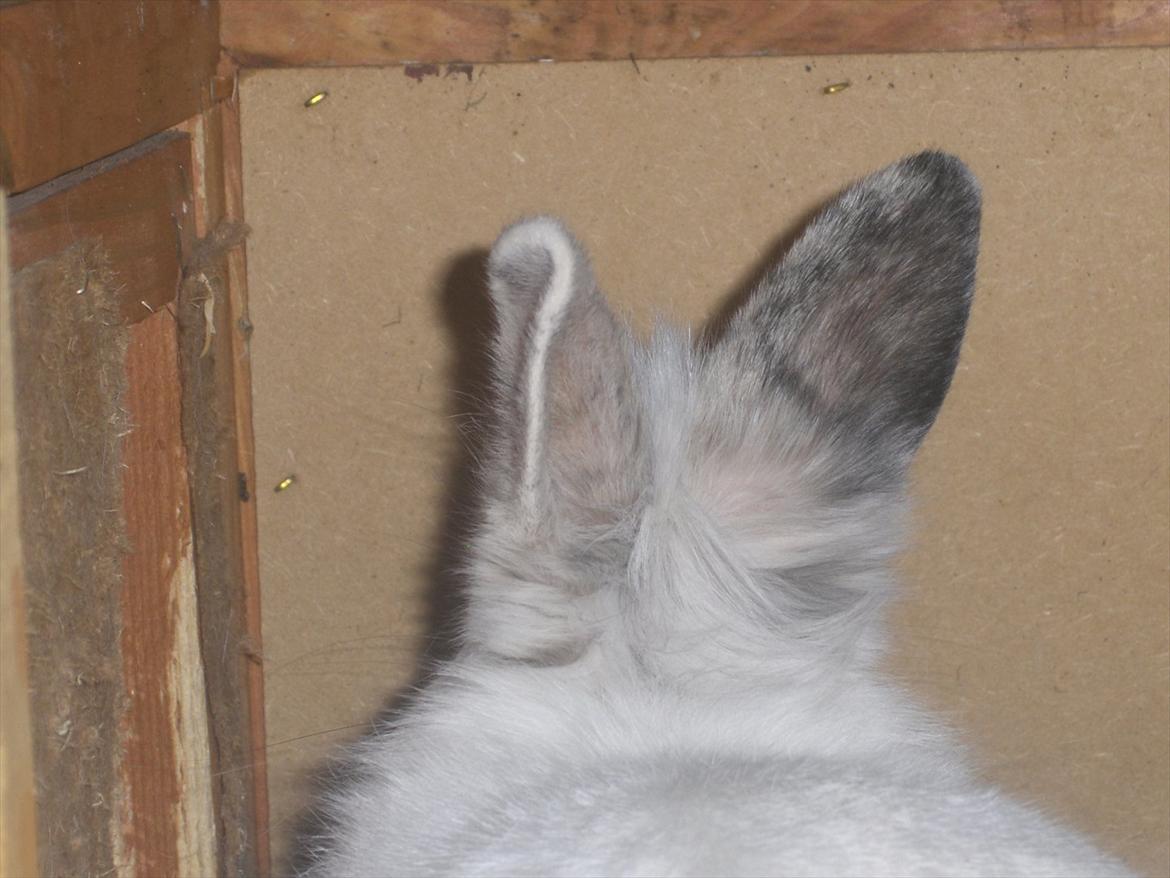 Kanin Pjuske - Når ørene er rejst, er alting sejest! 8D
Vi ses, og lig gerne en kommentar, og bedømmelse c: billede 15