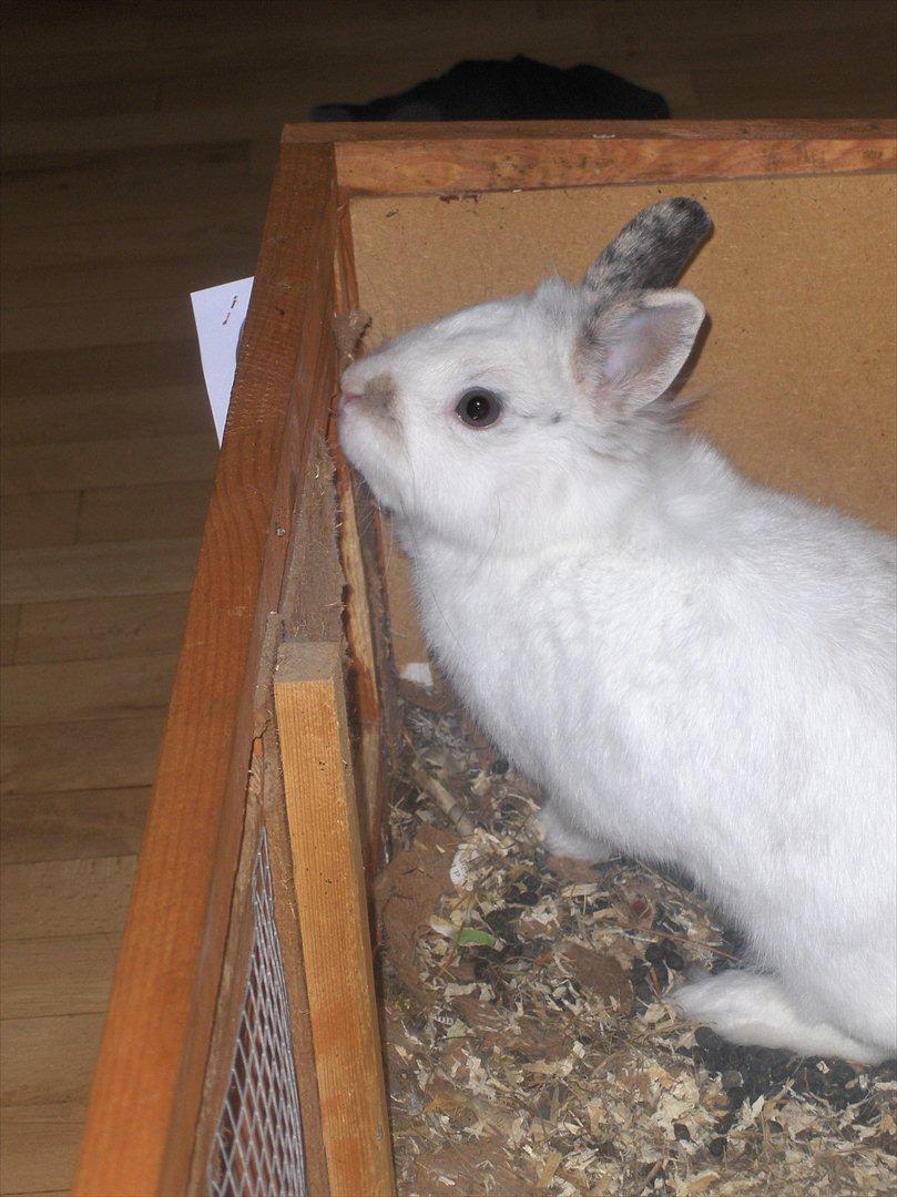 Kanin Pjuske - Tarrk for hende line! :') billede 5