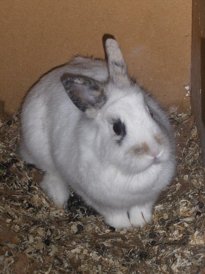 Kanin Pjuske - Rigtig fotogen! B] billede 11