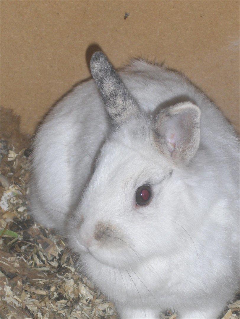 Kanin Pjuske - Leger fotomodel xD billede 12