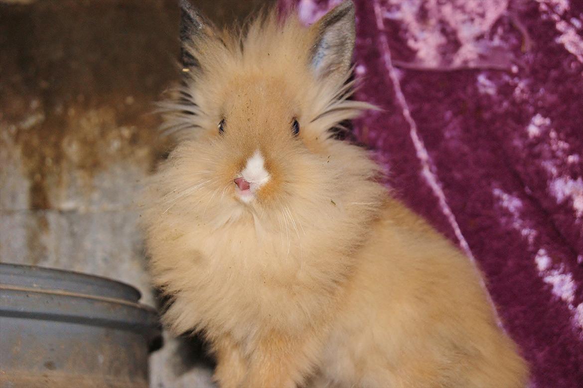 Kanin CervinaGaard's BellaDonna billede 7