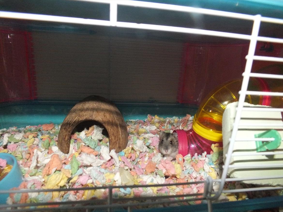 Dværghamster Arnakkegårds Miffy. billede 9