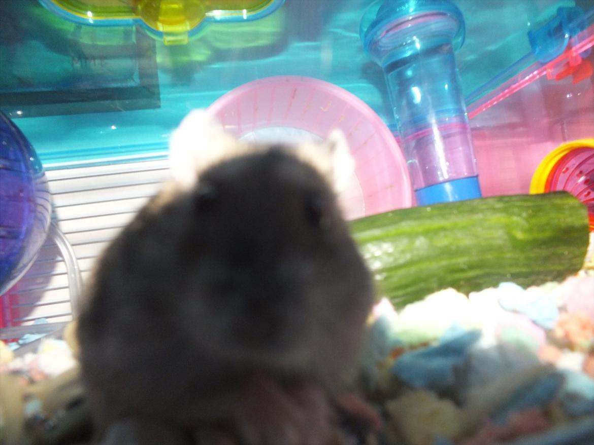 Dværghamster Arnakkegårds Miffy. billede 10