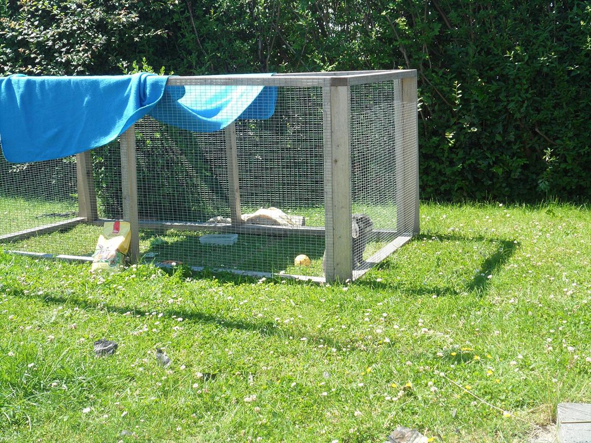 Kanin Arnakkegårds Rosa. billede 1