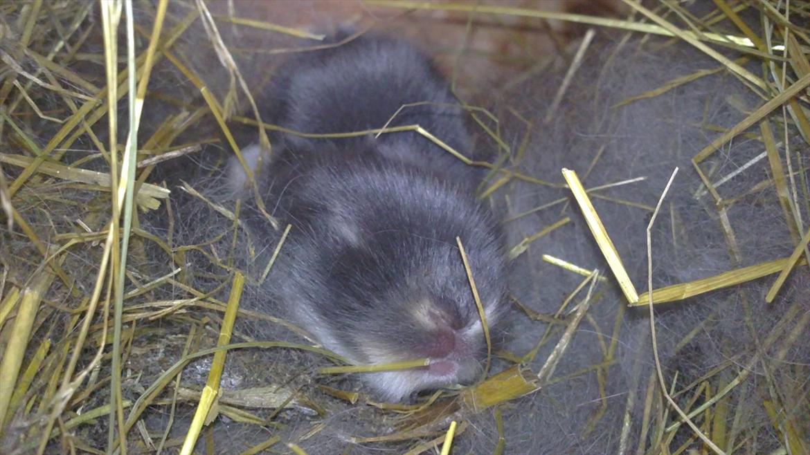Kanin Arnakkegårds Rosa. billede 2