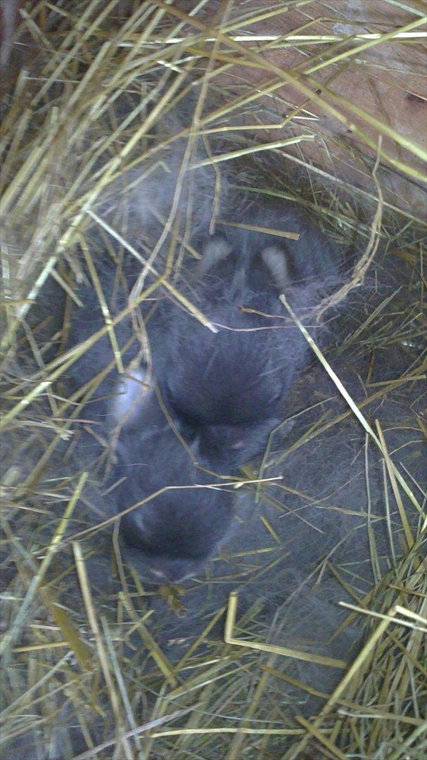 Kanin Arnakkegårds Rosa. billede 3