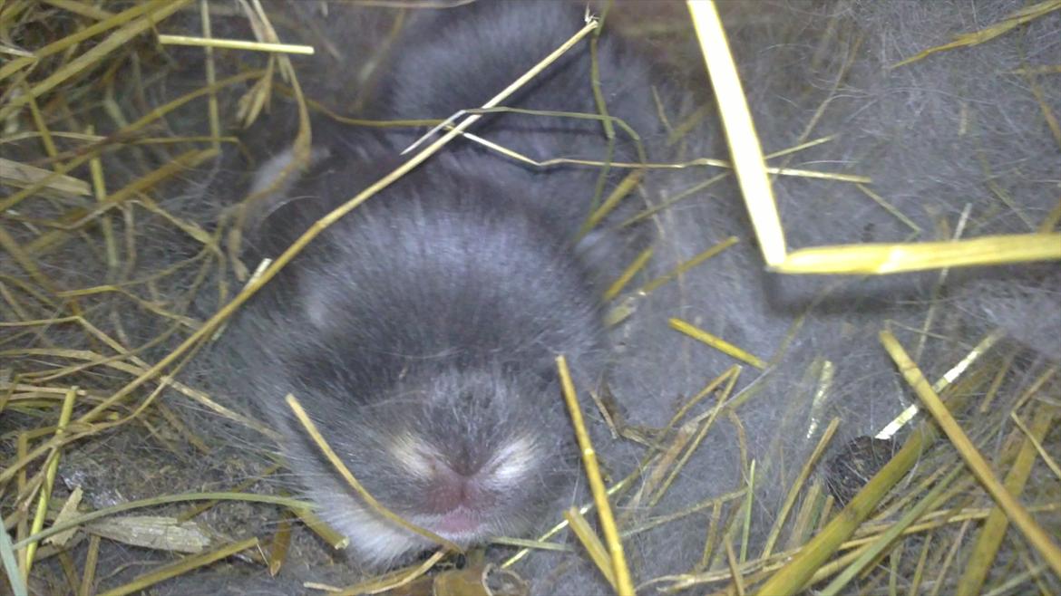 Kanin Arnakkegårds Rosa. billede 4