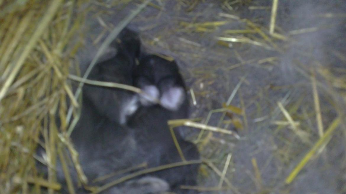 Kanin Arnakkegårds Rosa. billede 5