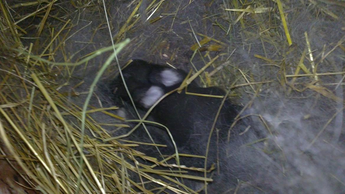 Kanin Arnakkegårds Rosa. billede 6