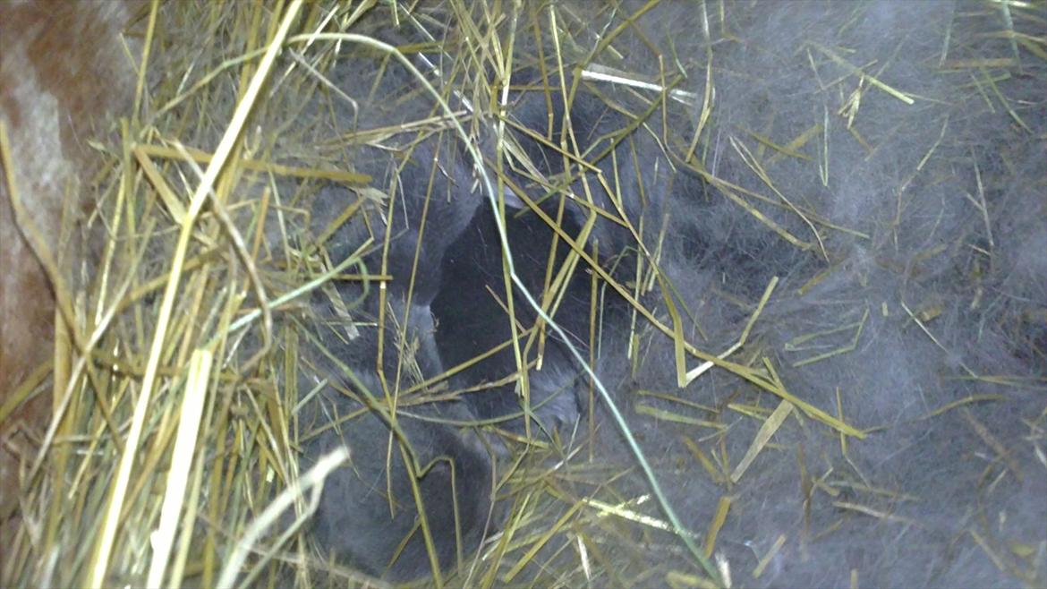 Kanin Arnakkegårds Rosa. billede 7