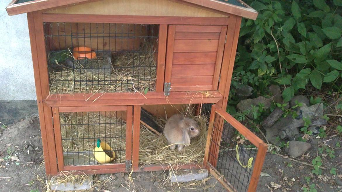 Kanin Arnakkegårds Rosa. billede 8