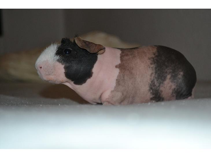 {{currentPhoto.altText}} billede {{currentPhoto.number}}