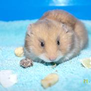 Hamster Malthes Kidd orange red.