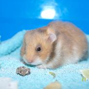 Hamster Malthes Kidd orange red.