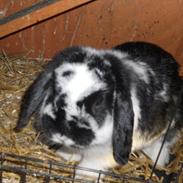 Kanin Pjuske R.I.P :'(