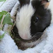 Marsvin Balder *R.I.P* Youare allways in my heart<3 