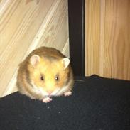 Hamster Malthes Kidd orange red.