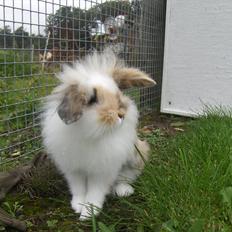 Kanin Camina's Ronja