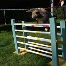 Kanin (DV) Kong Richard I  |Møffe|