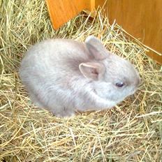 Kanin Hermelin | Fnuggi <3 R.I.P