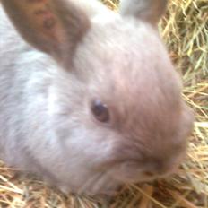 Kanin Hermelin | Fnuggi <3 R.I.P