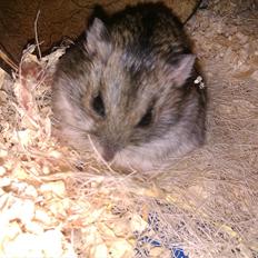 Dværghamster Werner