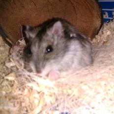 Dværghamster Werner