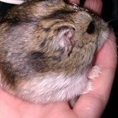 Dværghamster Werner