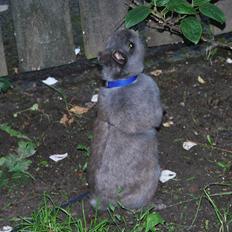 Kanin Hermelin | Fnugge;*